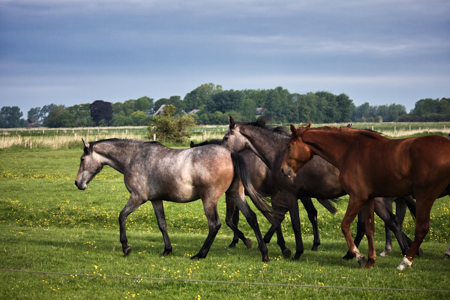 Horses in field
