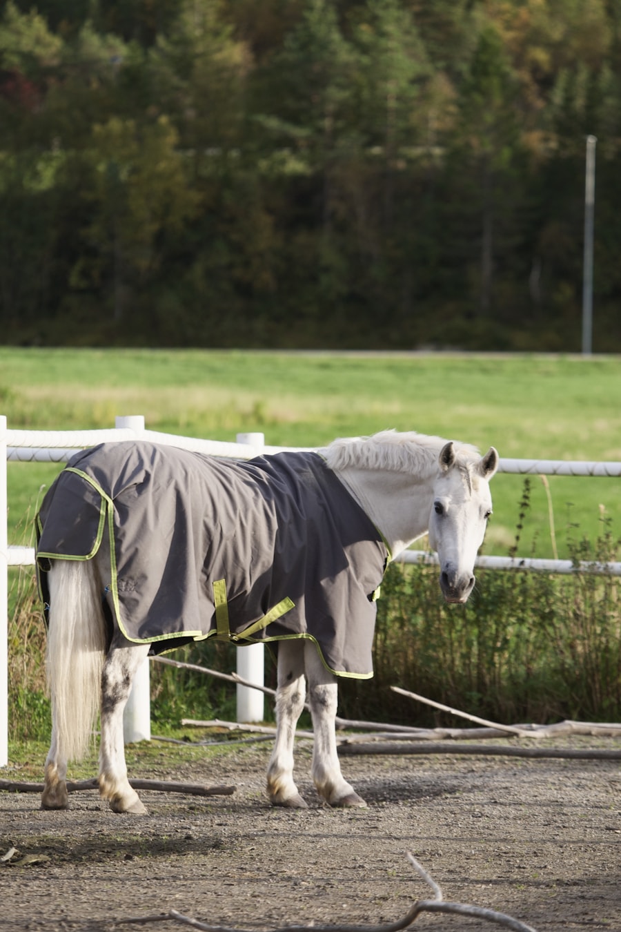 Horse wearing turnout rug
