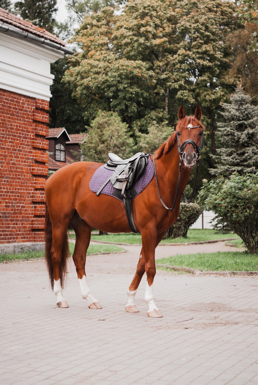 Horse with saddle