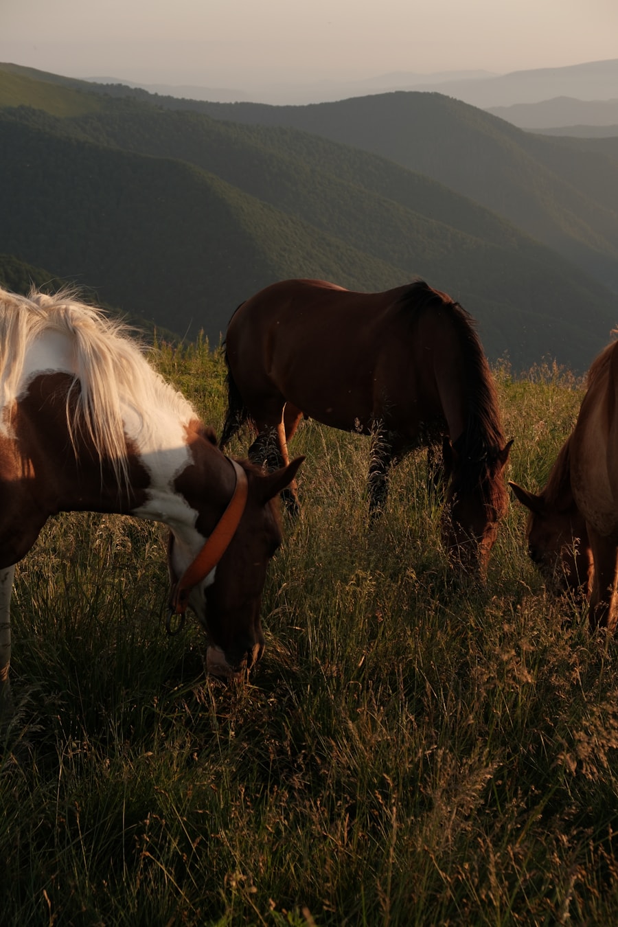 Horses grazing