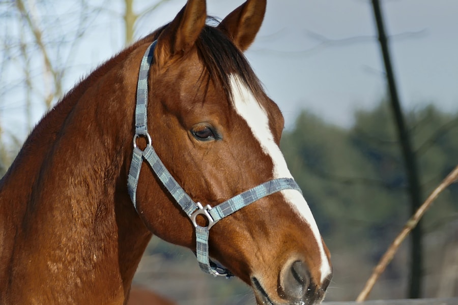 Horse headcollar