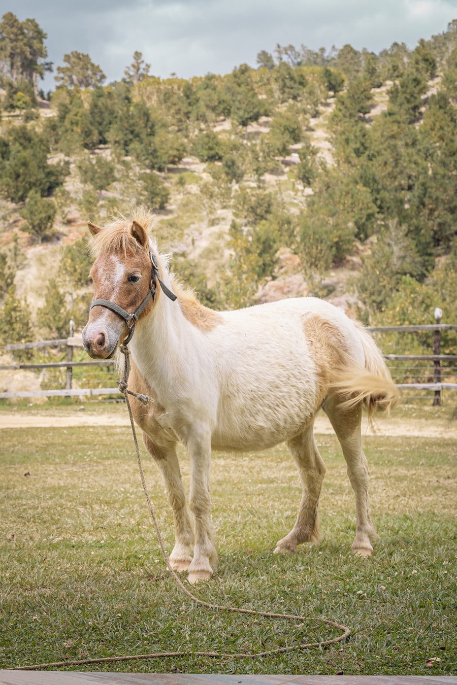 Small horse pony