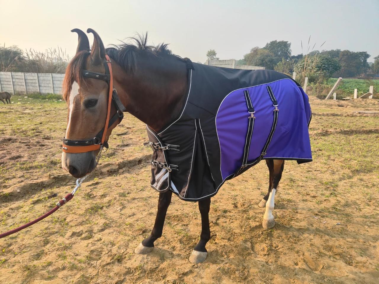 Tan combo rug with neck cover