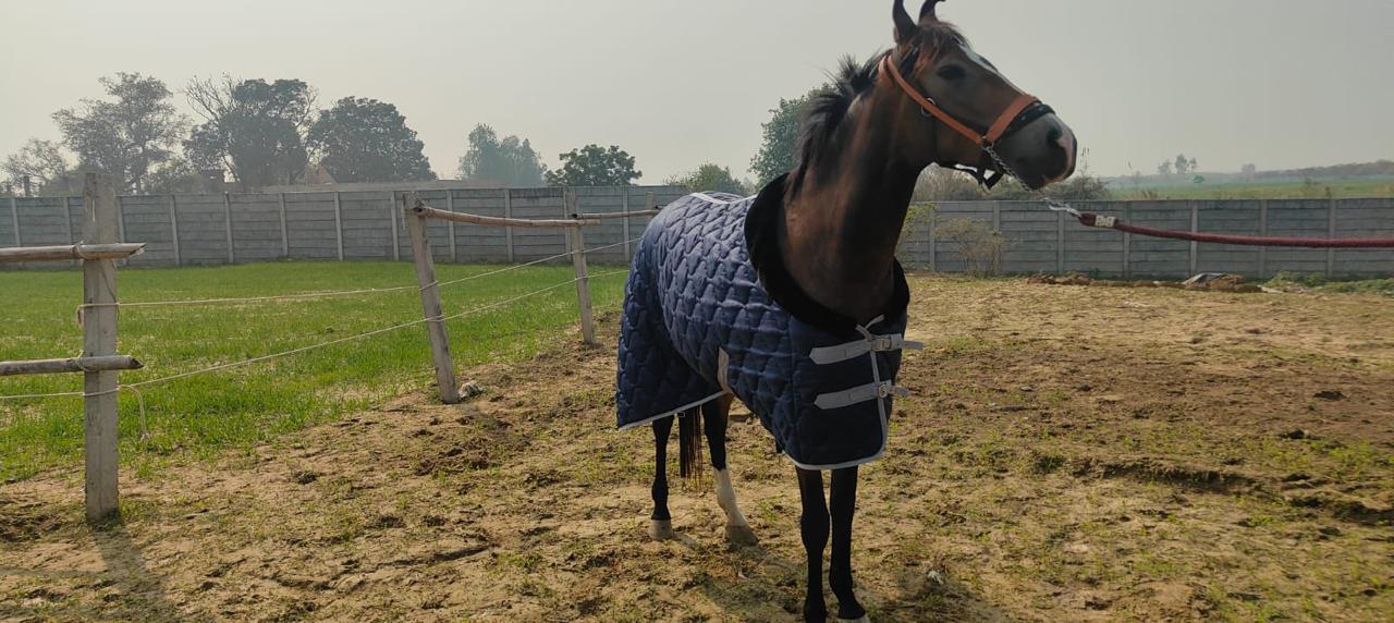 Beige turnout rug